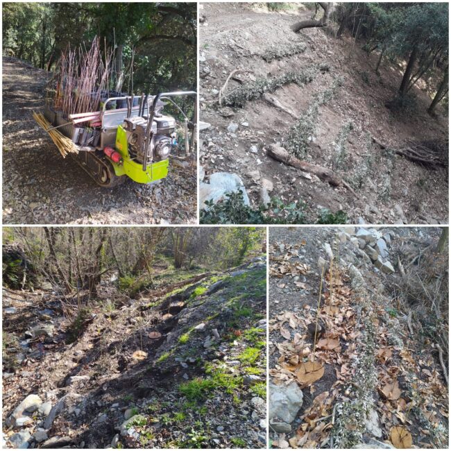 Continuem amb el porjecte Life Tritó!