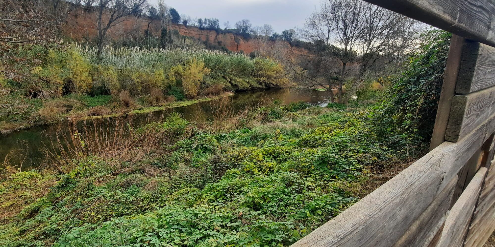 Eliminació de canyes invasores a l'observatori d'aus de Llerona