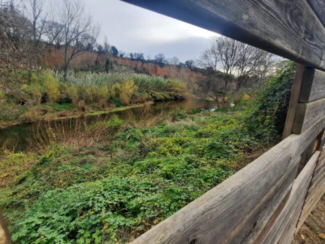 Eliminació de canyes invasores a l'observatori d'aus de Llerona