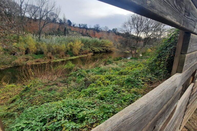 Eliminació de canyes invasores a l'observatori d'aus de Llerona